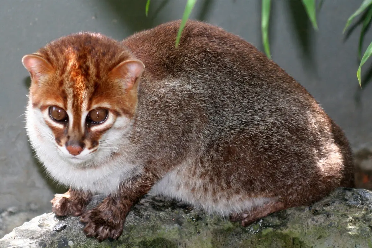 Tayland'da Nesli Tükenmiş Sanılan Yassı Başlı Kedi 30 Yıl Sonra Yeniden Görüldü