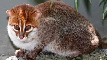Tayland'da Nesli Tükenmiş Sanılan Yassı Başlı Kedi 30 Yıl Sonra Yeniden Görüldü