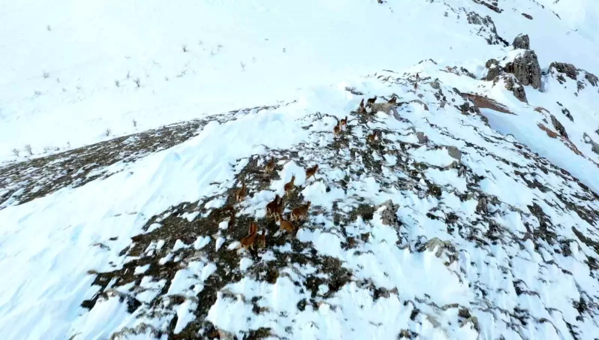 Adıyaman’da Karla Kaplı Doğada Yaban Keçileri Hayatta Kalma Mücadelesi