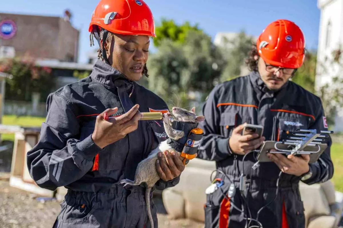 Afrika Keseli Sıçanlarıyla Arama Kurtarmada Devrim: Kahraman Fareler Projesi
