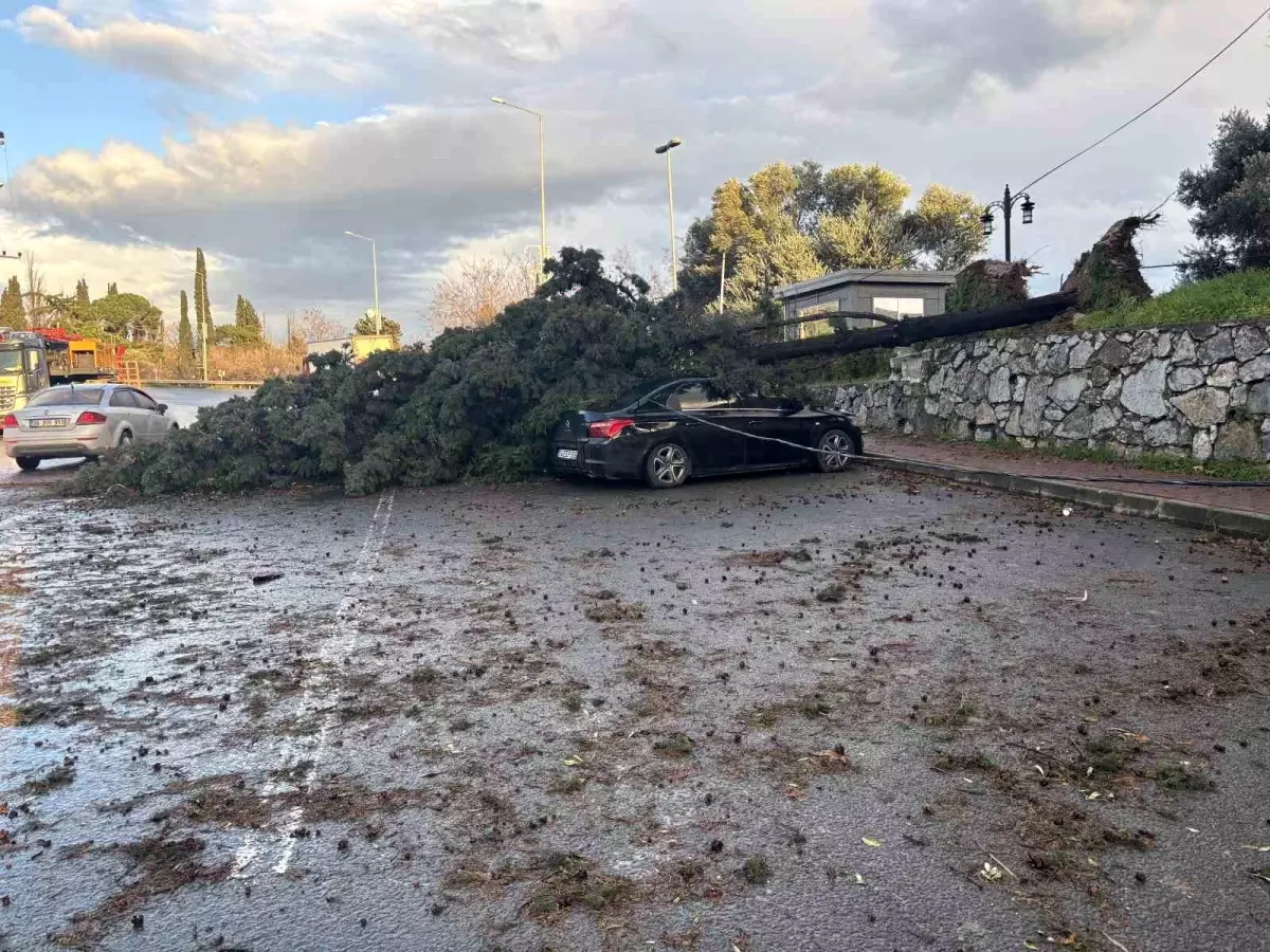 Gebze’de Fırtına Nedeniyle Düşen Ağaç İki Park Halindeki Aracın Üzerine Çarptı