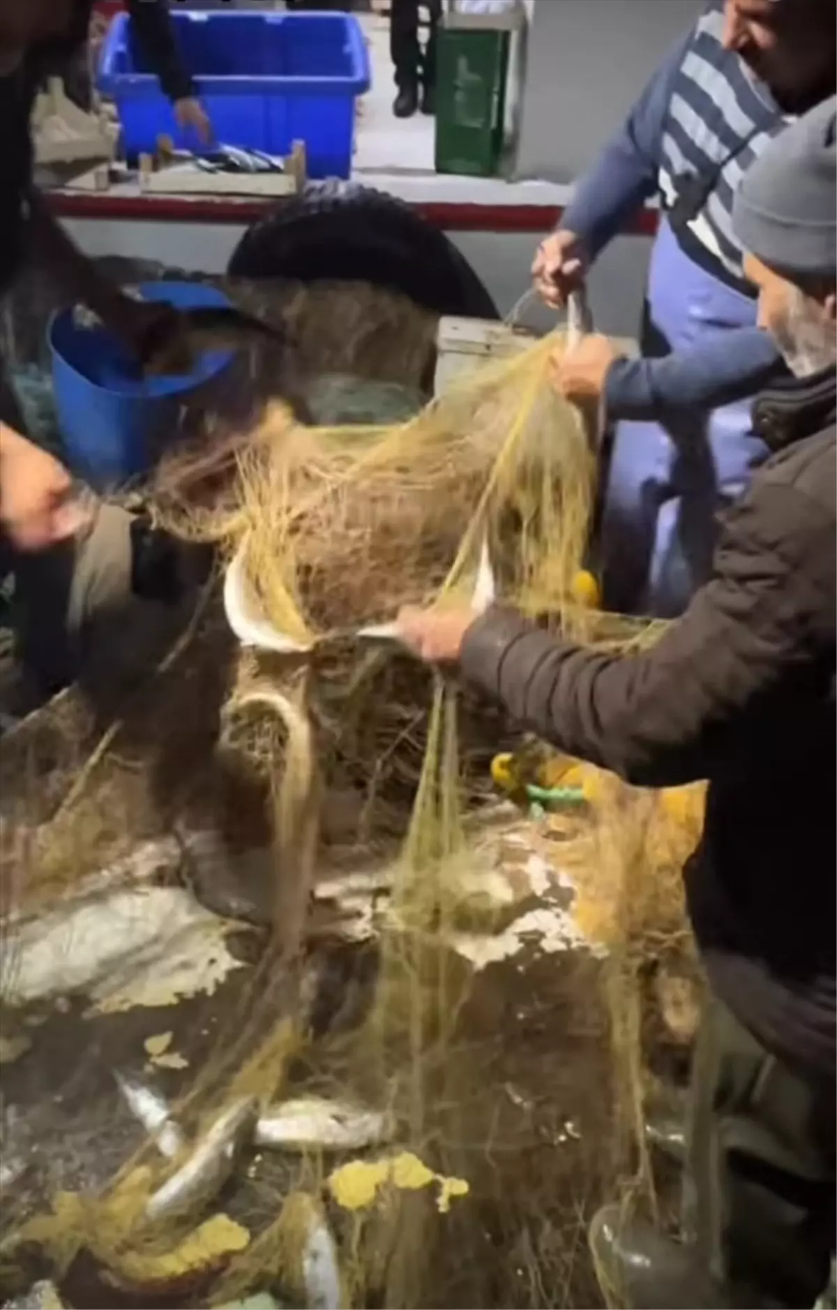 İğneada’da Palamut Avı: Demirköy’ün Sezon Açılışı