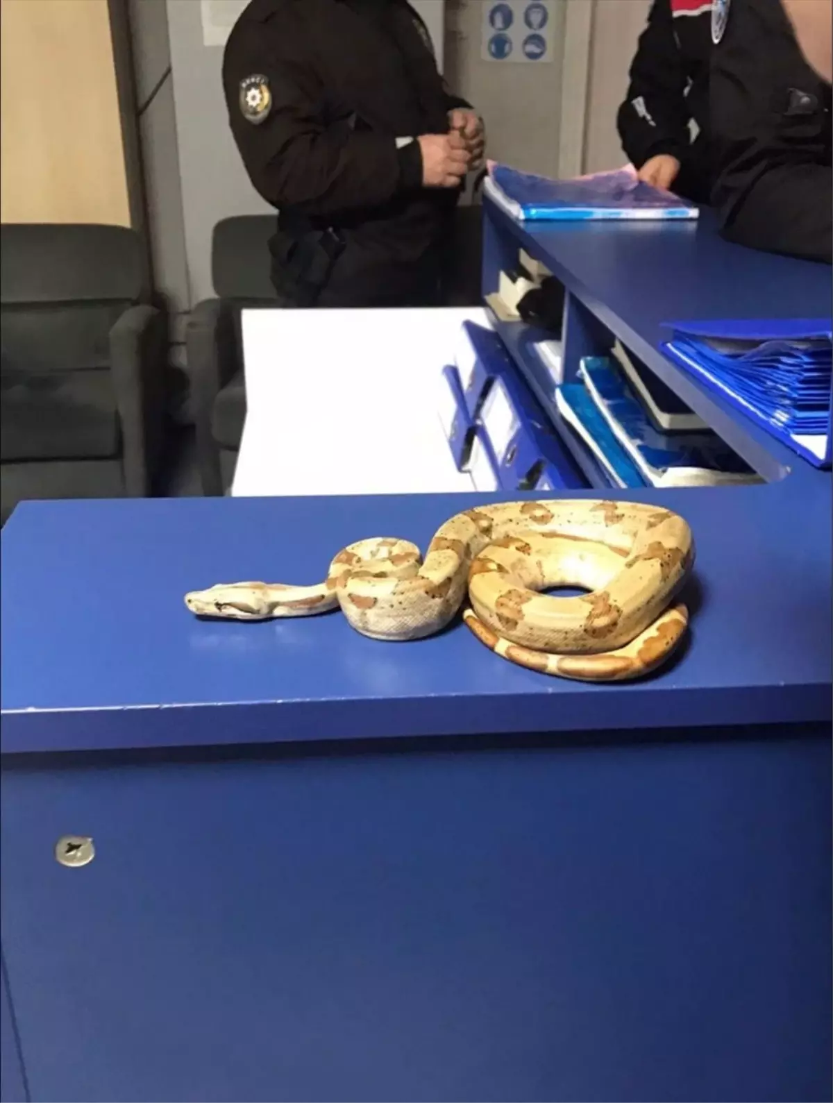 İzmir’de Mısır Yılanı Beslemesi Yasağa Çıktı, S.D.’ye 11.977 TL Ceza Kesildi