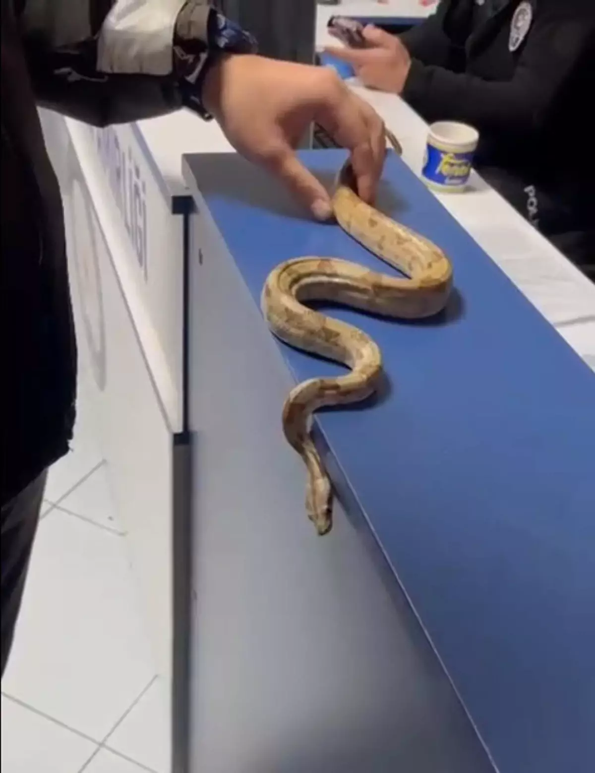 İzmir'de Kafede Mısır Yılanı Gezdiren Kişiye 11.977 TL Ceza Kesildi