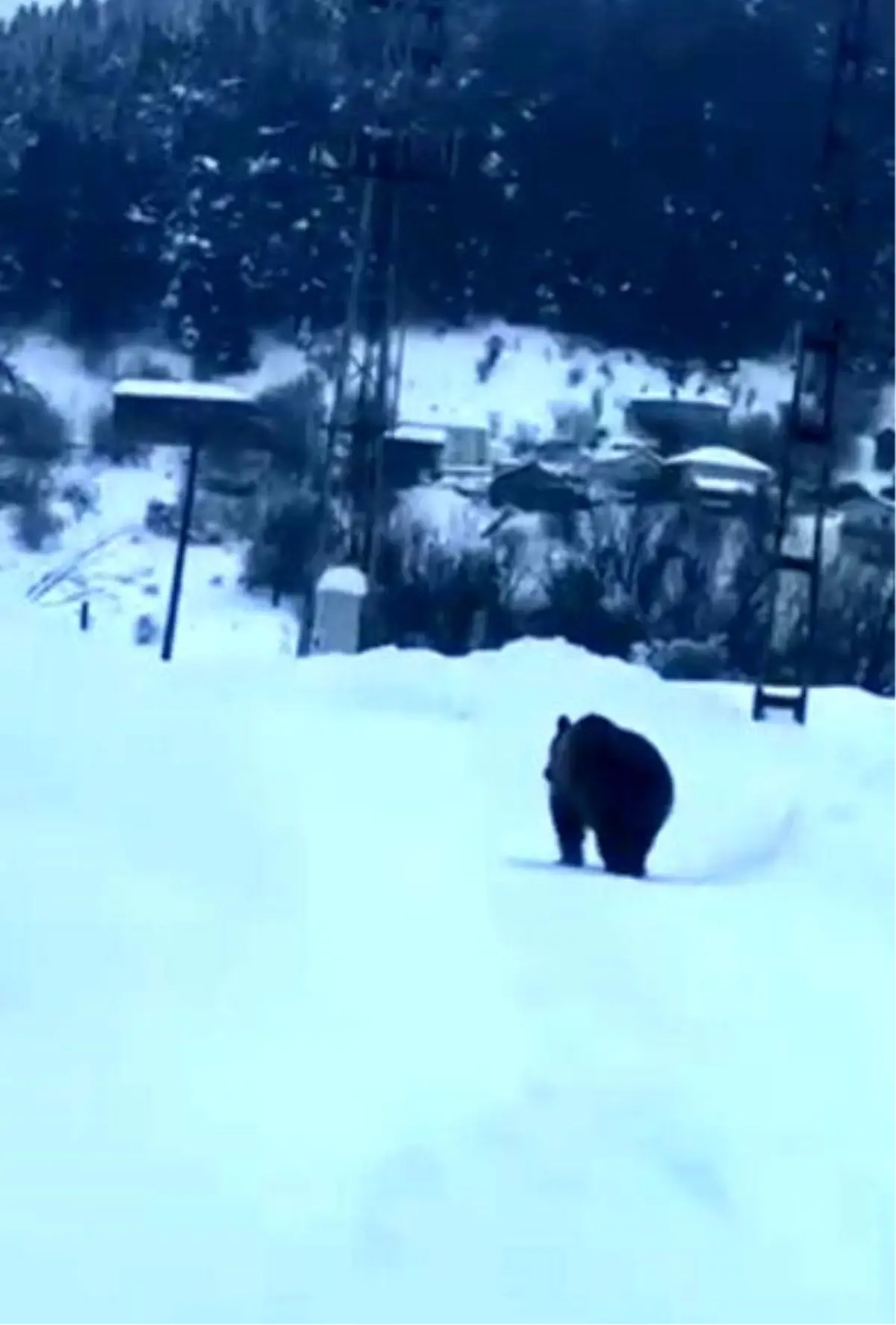 Kastamonu’da Bozayı Kış Uykusundan Uyanarak İlçe Merkezine Yol Aldı