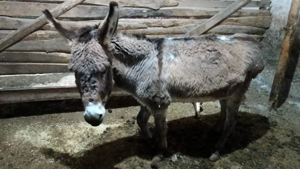 Kırşehir Köyünde Yaralı Eşek Sahiplendi, Gönüllü Bakımı Altına Aldı