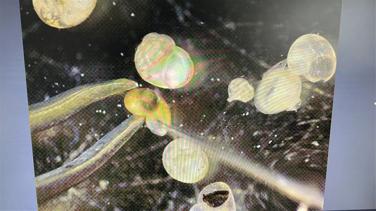 Türkiye’de 29 Yeni Endemik Salyangoz Türü Belirledi