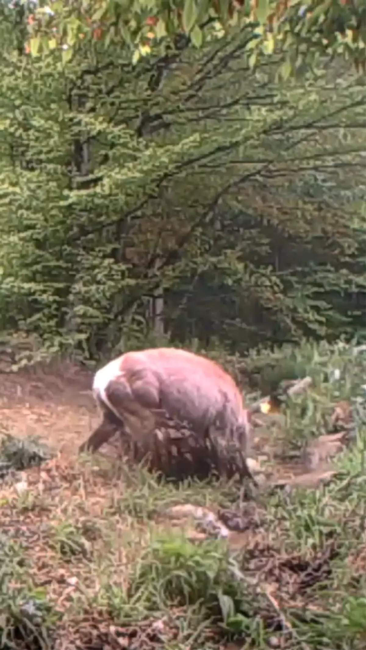 Kocaeli Ormanında Geyik, Suyun Serinliğini Keşfetti