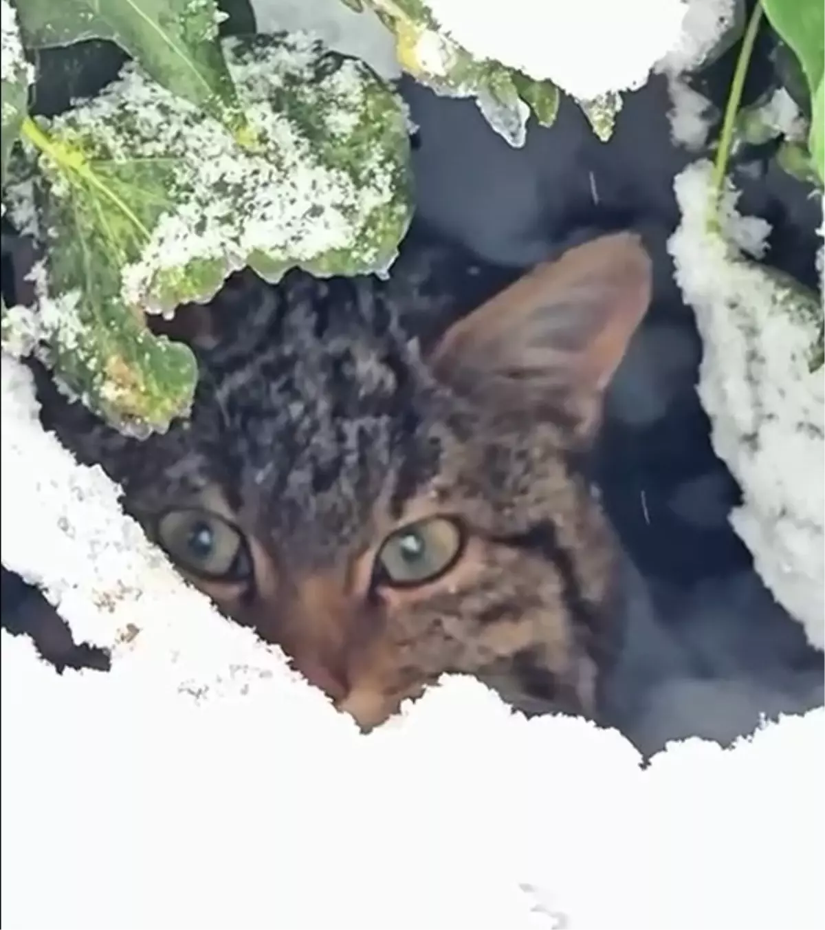 Bolu Ormanlarında Nadir Yaban Kedisi Fotokapanla Kayıt Altına Alındı