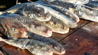 Adana’da 4 Günde 128 Bin Balon Balığı Toplandı: Sürdürülebilir Balıkçılık Başarısı