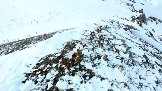 Kar altında yaban keçisi izleri