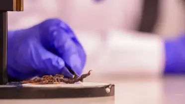 Diyarbakır’da Akrep Çiftliği ve Bilimsel Destek Projesi