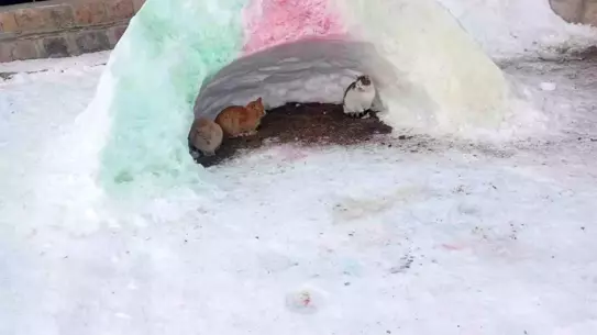 Kardan yapılan hayvan barınağı