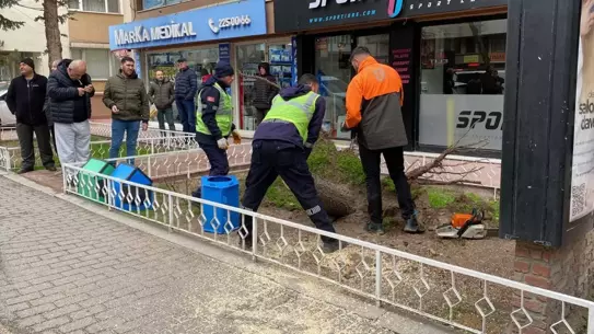 Devriyen ağaçlar ve yol hasarı