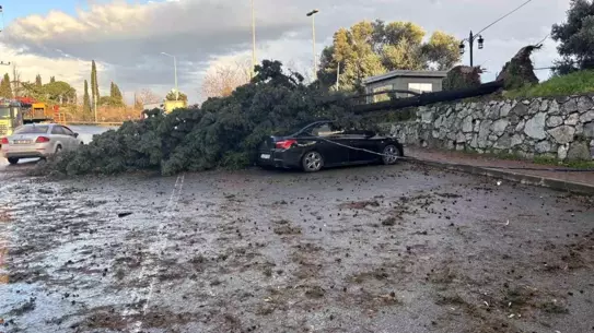Gebze’de fırtına sonucu ağaç iki otomobilin üzerine devrildi