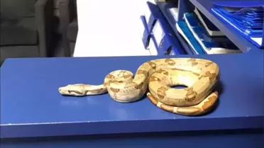 İzmir’de Mısır Yılanı Beslemesi Yasağa Çıktı, S.D.’ye 11.977 TL Ceza Kesildi