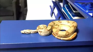 İzmir'de Kafede Yılanla Gezen Şahıs 11.977 TL Para Cezası Aldı