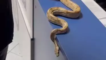 İzmir'de Kafede Mısır Yılanı Gezdiren Kişiye 11.977 TL Ceza Kesildi