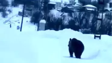 İlçe merkezine inen boza