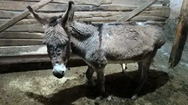 Kırşehir Köyünde Yaralı Eşek Sahiplendi, Gönüllü Bakımı Altına Aldı
