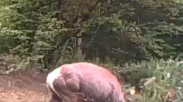 Kocaeli Ormanında Geyik, Suyun Serinliğini Keşfetti