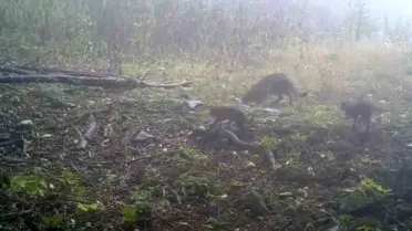 Uludağ’da fotoğraf tuzağında anne yaban kedisi