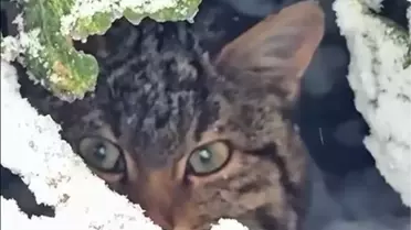 Fotokapandan yakalanan nadir yaban kedisi