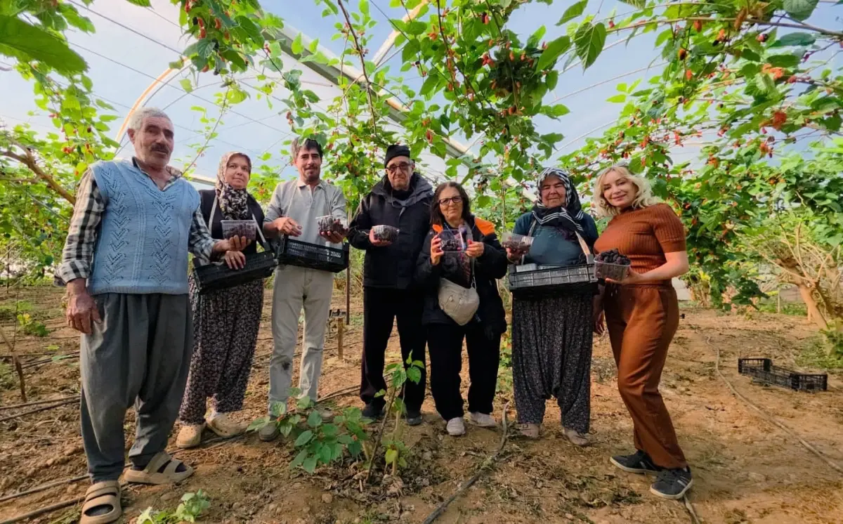 Silifke’de Karadut Hasadı Başladı: Üreticileri 130 TL Fiyat Sevindirdi