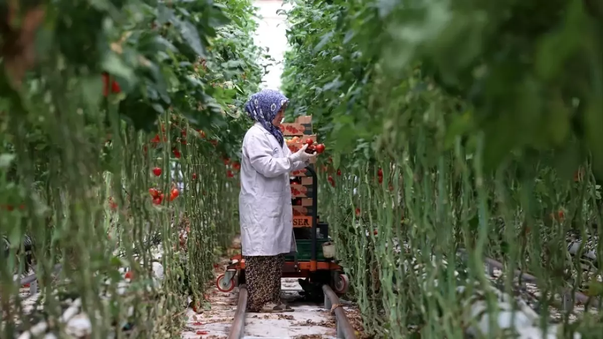 2025'te Türkiye'nin Jeotermal Enerji Yatırımları Hız Kazanıyor
