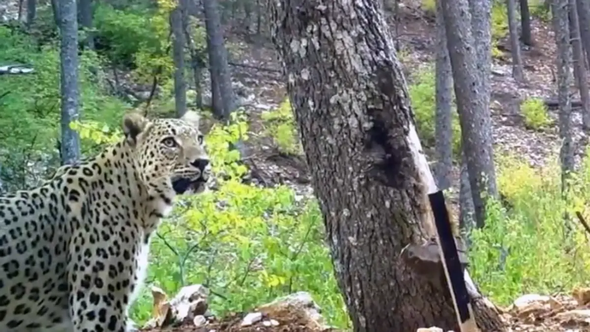 Anadolu Parsına Zarar Verenlere 45 Milyon TL Tazminat ve Hapis Cezası