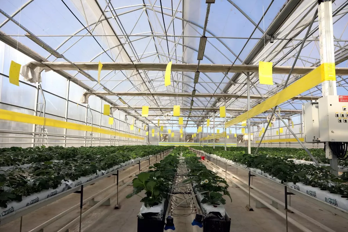 Gaziantep'te Atık Enerjisi: 40 Bin Evsahibi İçin Temiz Elektrik