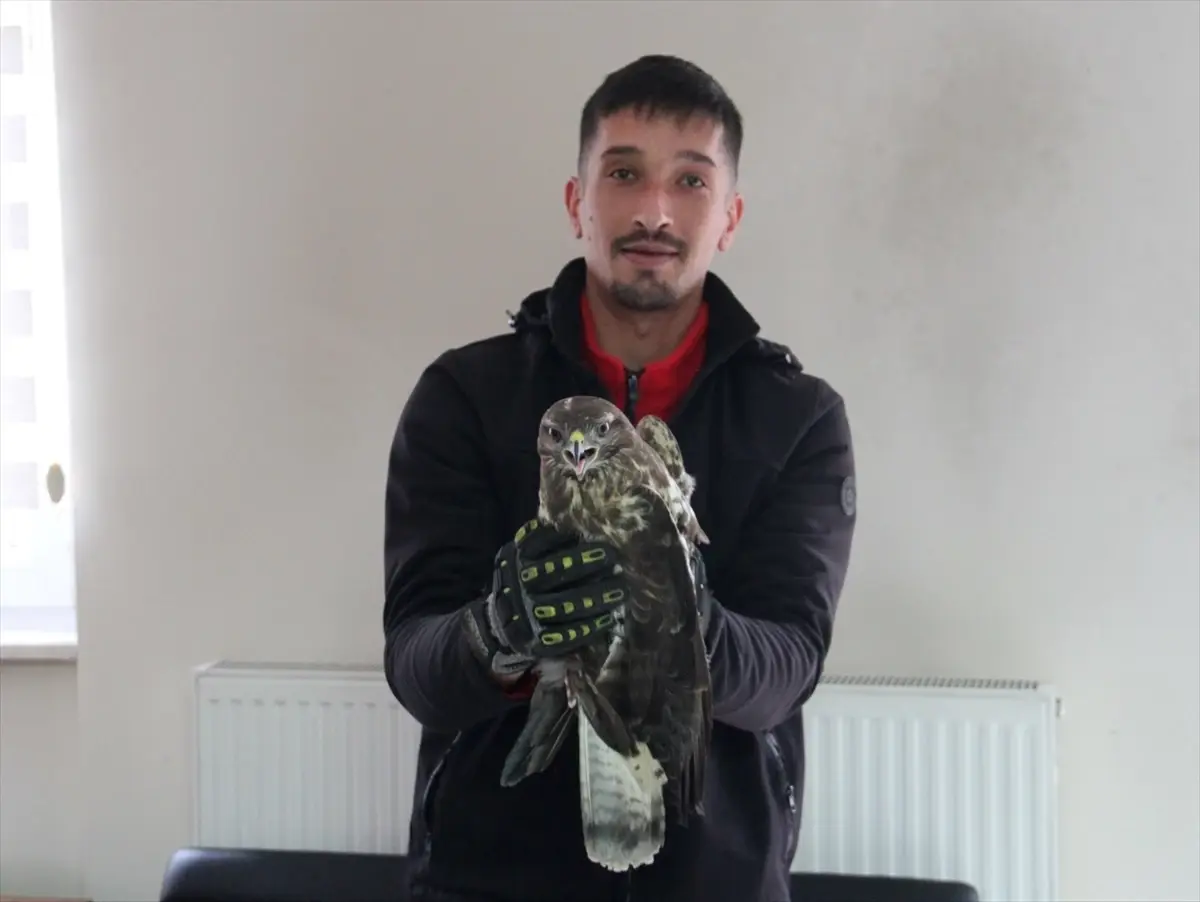 Giresun Çamoluk’ta Yaralı Kızıl Şahin Doğa Koruma’ya Teslim Edildi