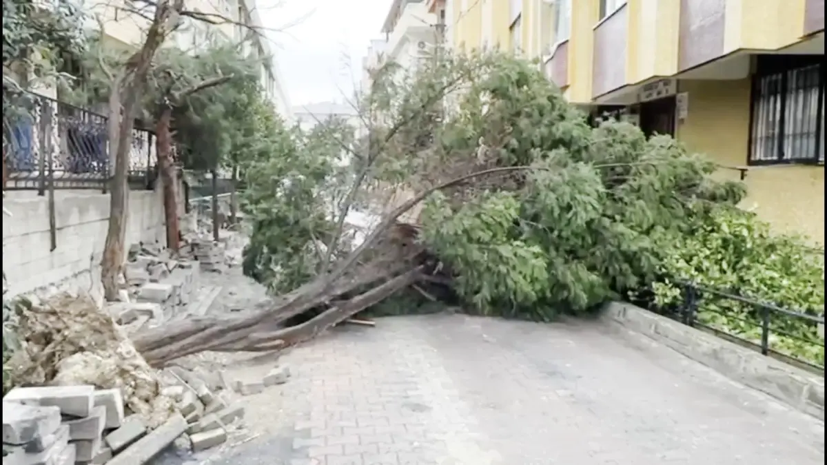 İstanbul'da Şiddetli Rüzgar Çatı Uçmalarına ve Ağaç Düşmelerine Neden Oldu