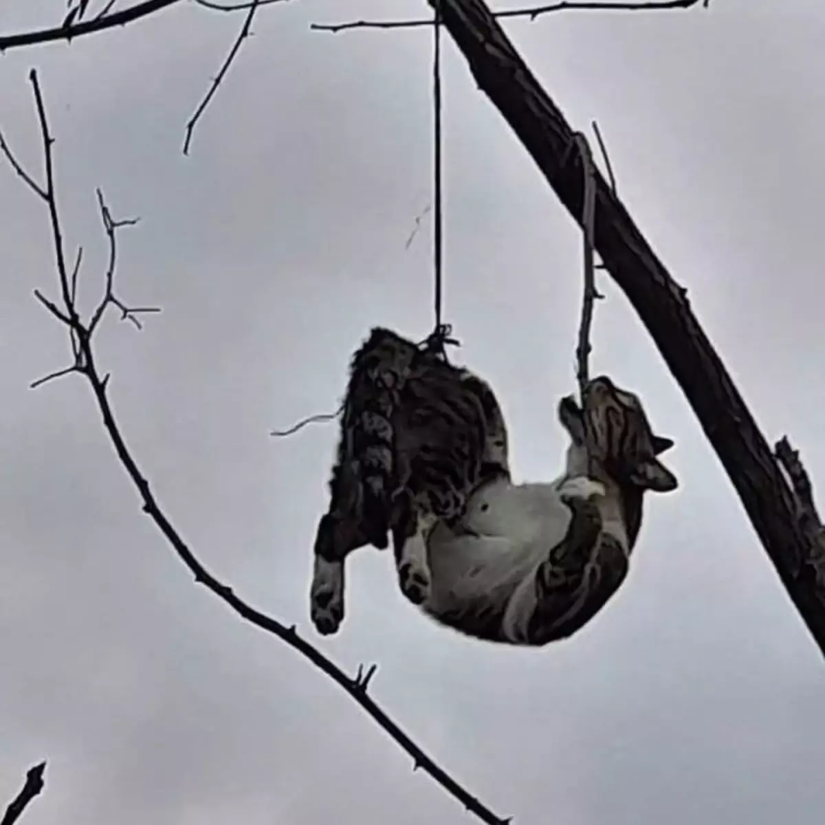 Samsun'da Asılı Kedi Kurtarıldı: Veteriner Bakımıyla Güvende