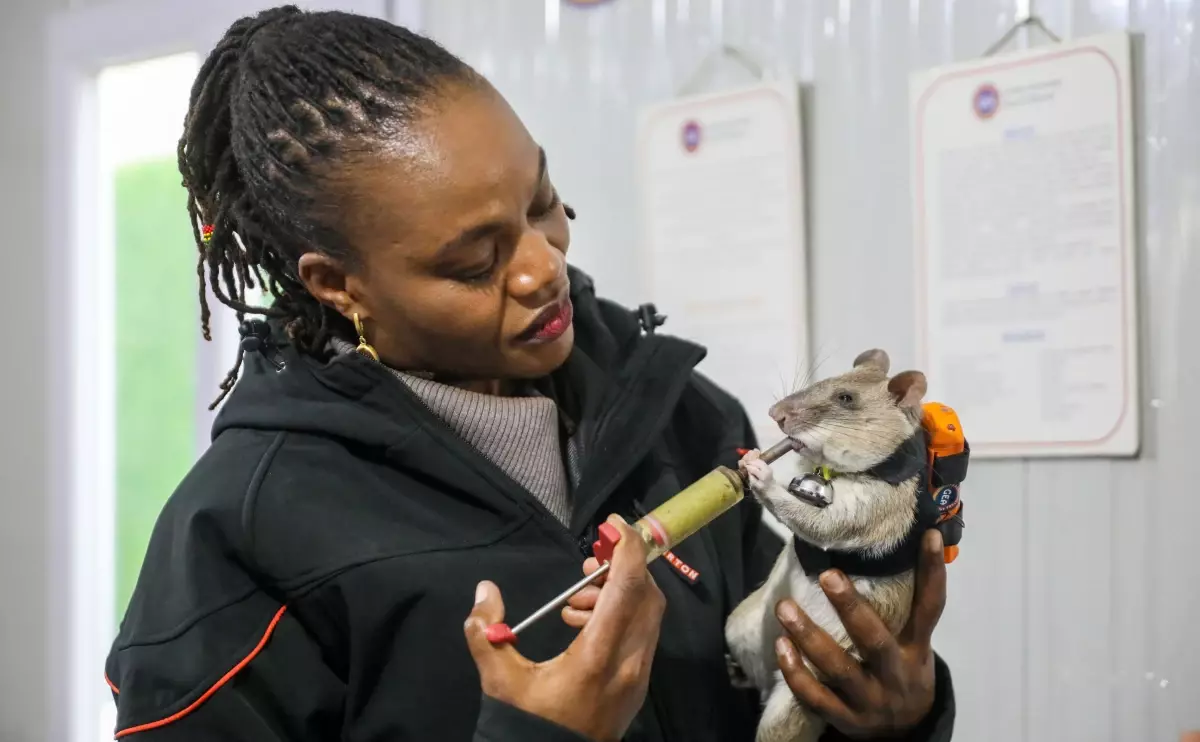 Antalya’da ‘Kahraman Fareler’ Projesi Başladı: Arama Kurtarma İçin Küçük Kahramanlar