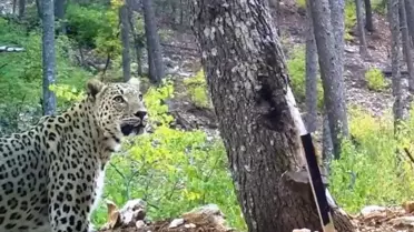 Anadolu Parsı fotoğrafı