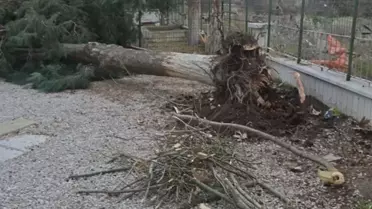 Buldan’da devrilen ağaçlar ve yıkılan çatı