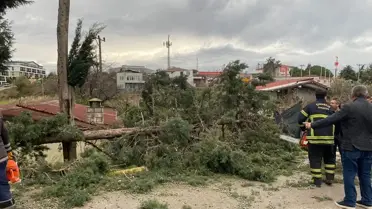Şiddetli rüzgarda devrilen ağaçların fotoğrafı