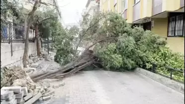 Rüzgar nedeniyle devrilen ağaç ve uçan çatı kiremitleri