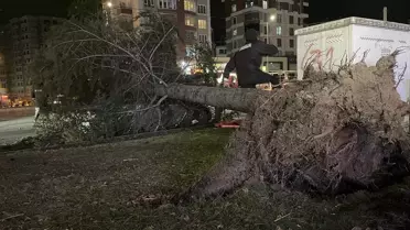 Rüzgarın etkisiyle devrilen çam ağacı ve otomobil