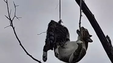 Kurtarılan kedi veteriner bakımında