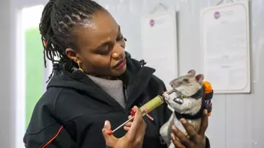 Antalya’da ‘Kahraman Fareler’ Projesi Başladı: Arama Kurtarma İçin Küçük Kahramanlar