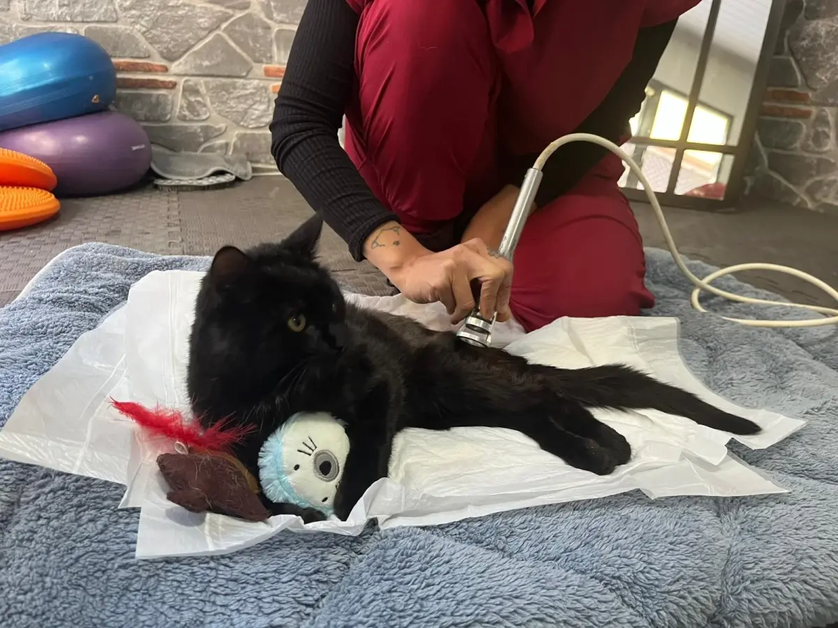 Kedi Bulut’un Fizik Tedavi Süreci Ankara’da Başladı