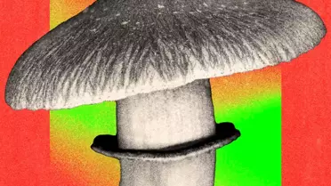 Psilosibin molekül yapısı, bilimsel araştırma