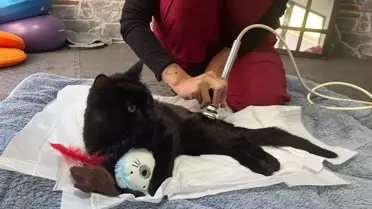 Kedi Bulut’un Fizik Tedavi Süreci Ankara’da Başladı