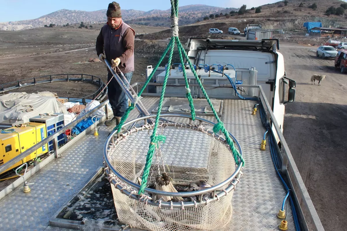 Yozgat’ın Çekerek İlçesinde İç Mekan Balıkçılığı: Rusya ve Japonya’ya Açılan Kapı