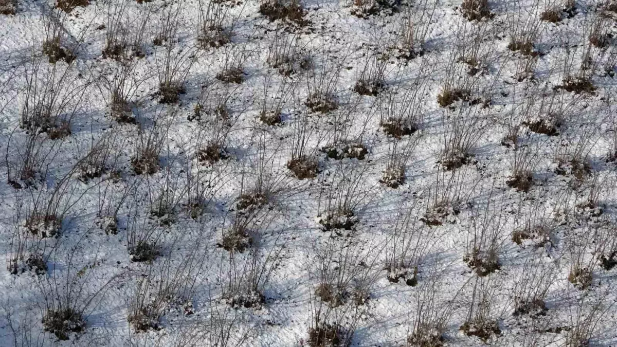 Kar Yağışının Fındık ve Diğer Tarım Ürünlerine Sağladığı Avantajlar
