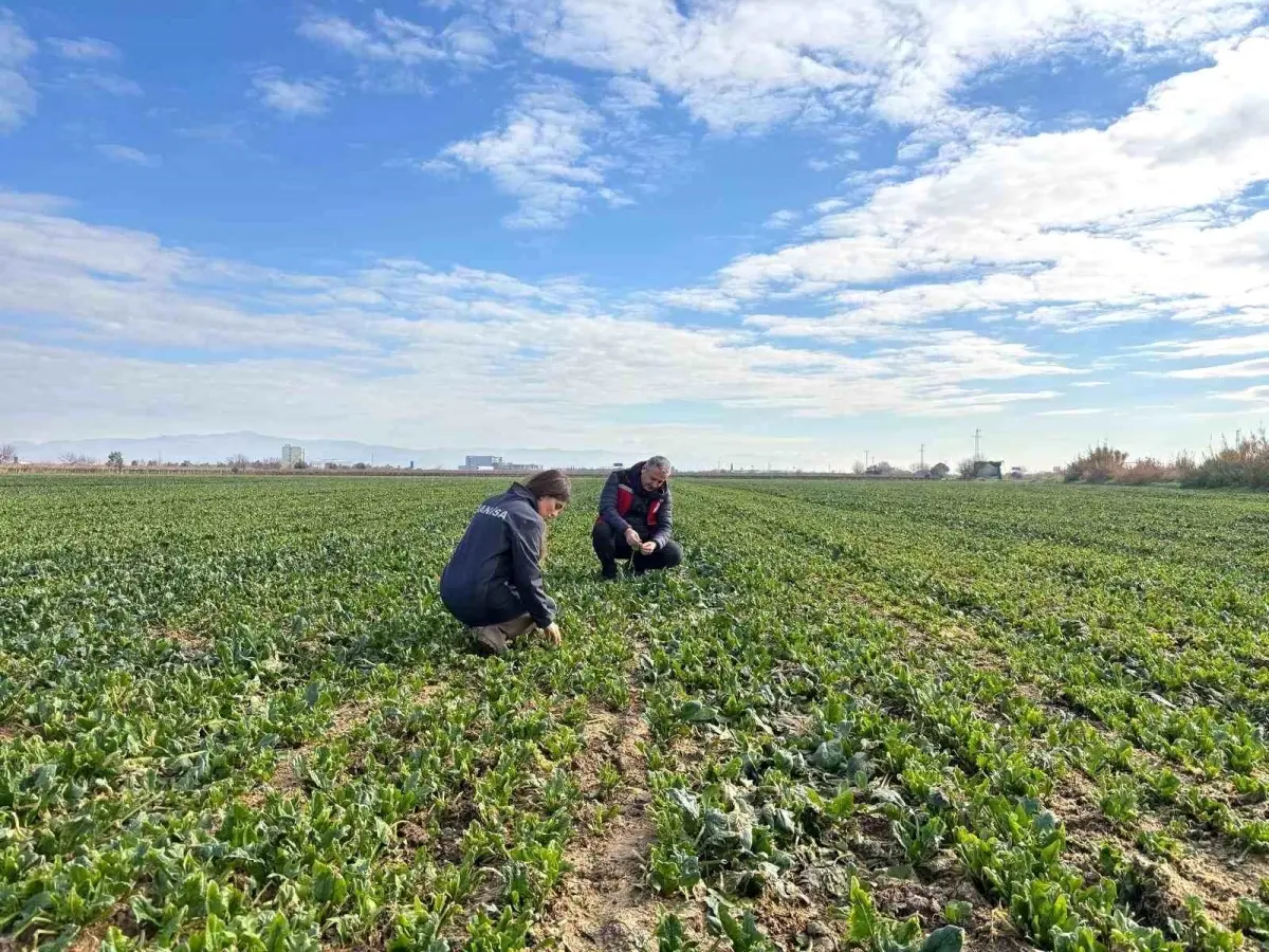 Salihli'de Kışlık Sebze Denetimleri Sürüyor