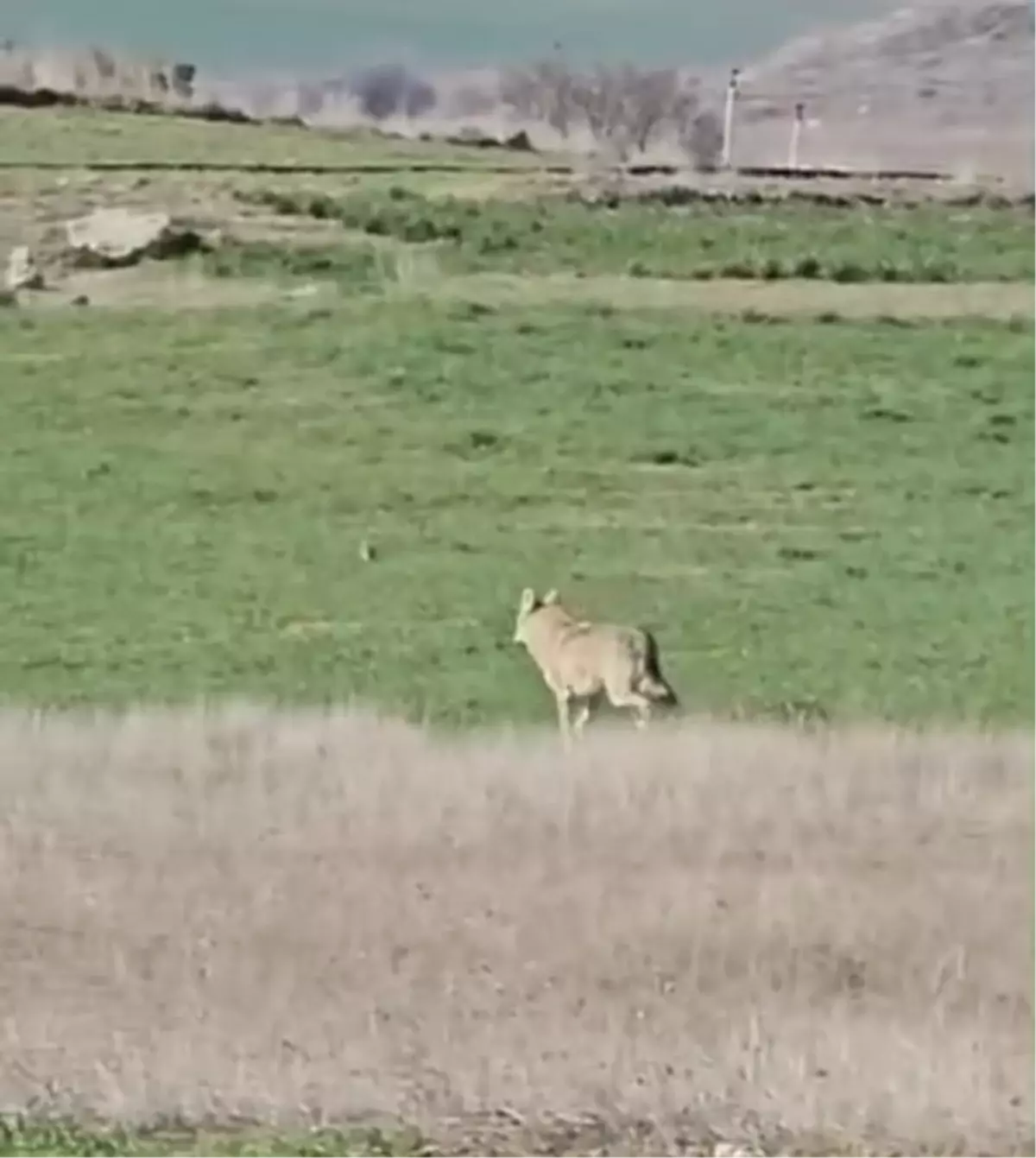 Beypazarı Tarım Tarlasında Görülen Kurt, İşçilerin Cep Telefonu ile Kayda Alındı