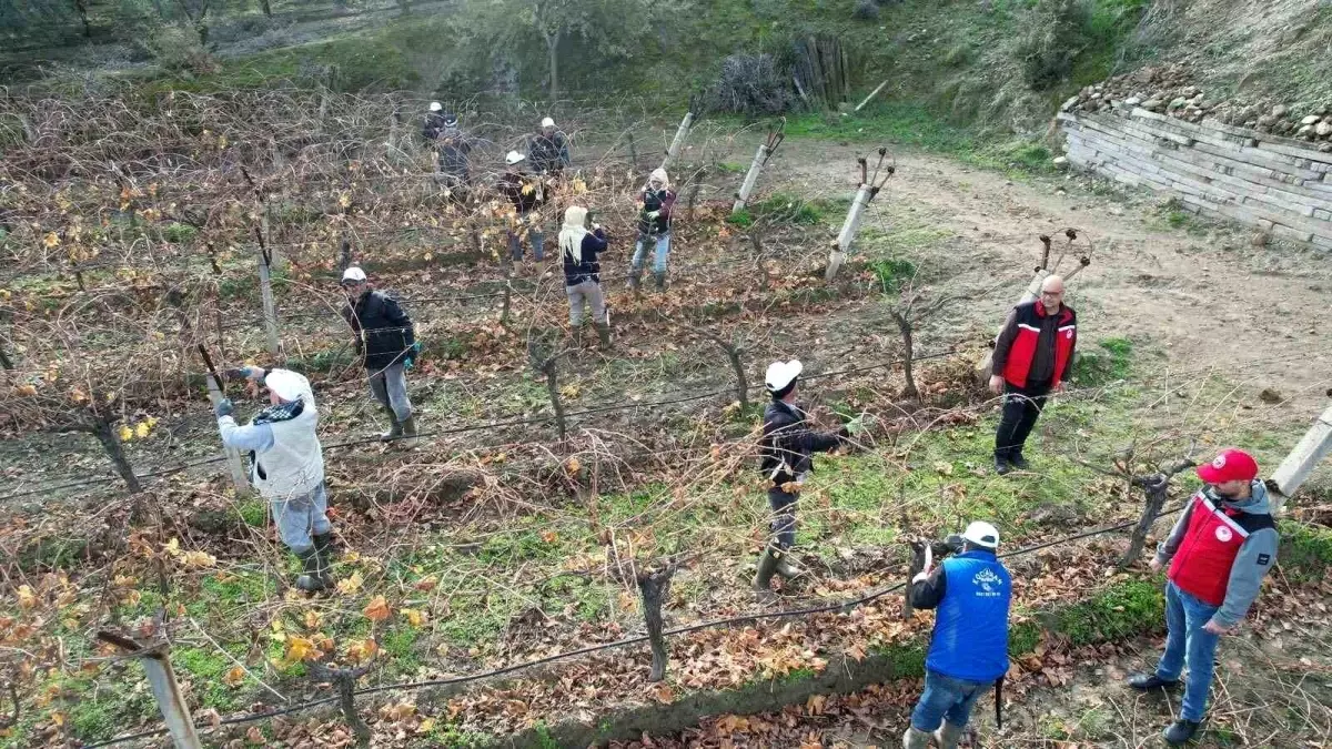 Sarıgöl Üzüm Bağcılarına Budama ve Hastalık Yönetimi İçin Yerinde Eğitim